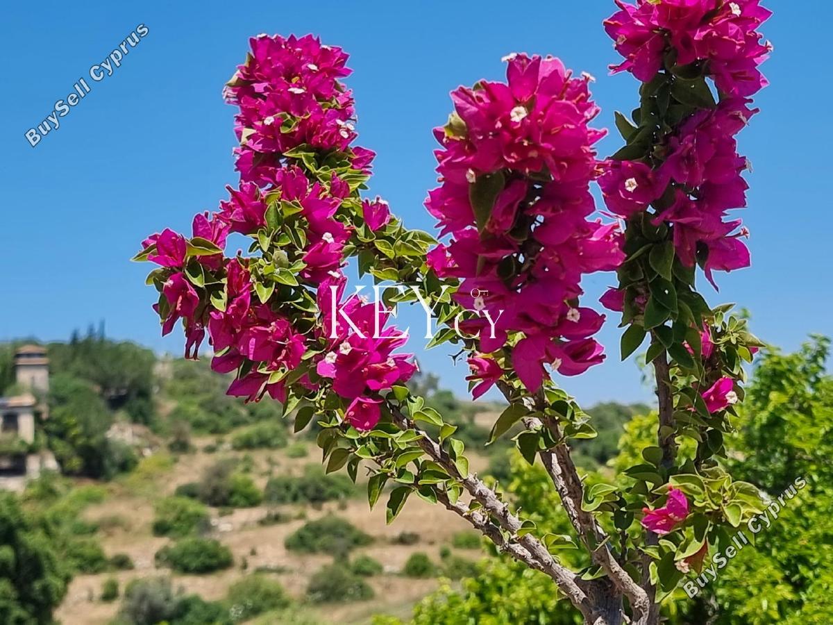 3 bedroom detached house for sale kritou tera paphos 8890320 image 17318648
