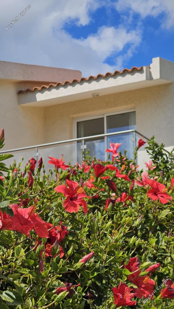 3 bedroom detached house for sale coral bay paphos 1519840 image 16516802