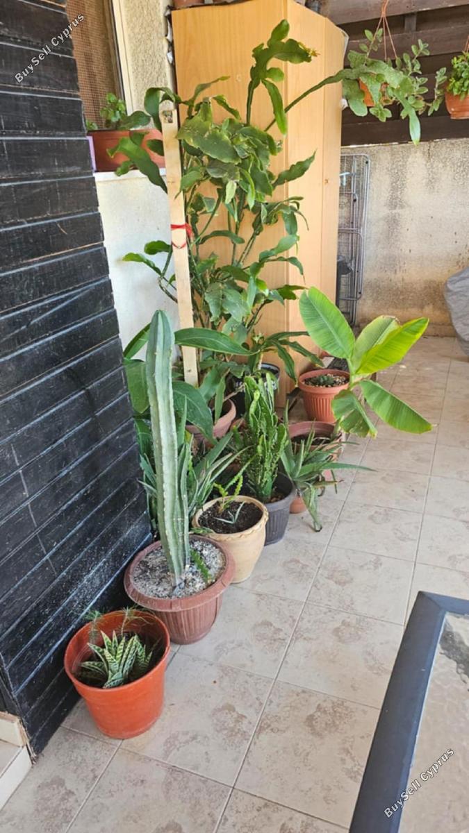 3 bedroom semi detached house for sale kolossi limassol 1855160 image 6742311