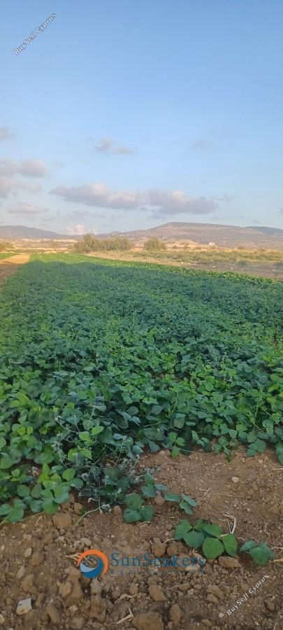 land for sale poli chrysochous paphos 8529770 image 15457205
