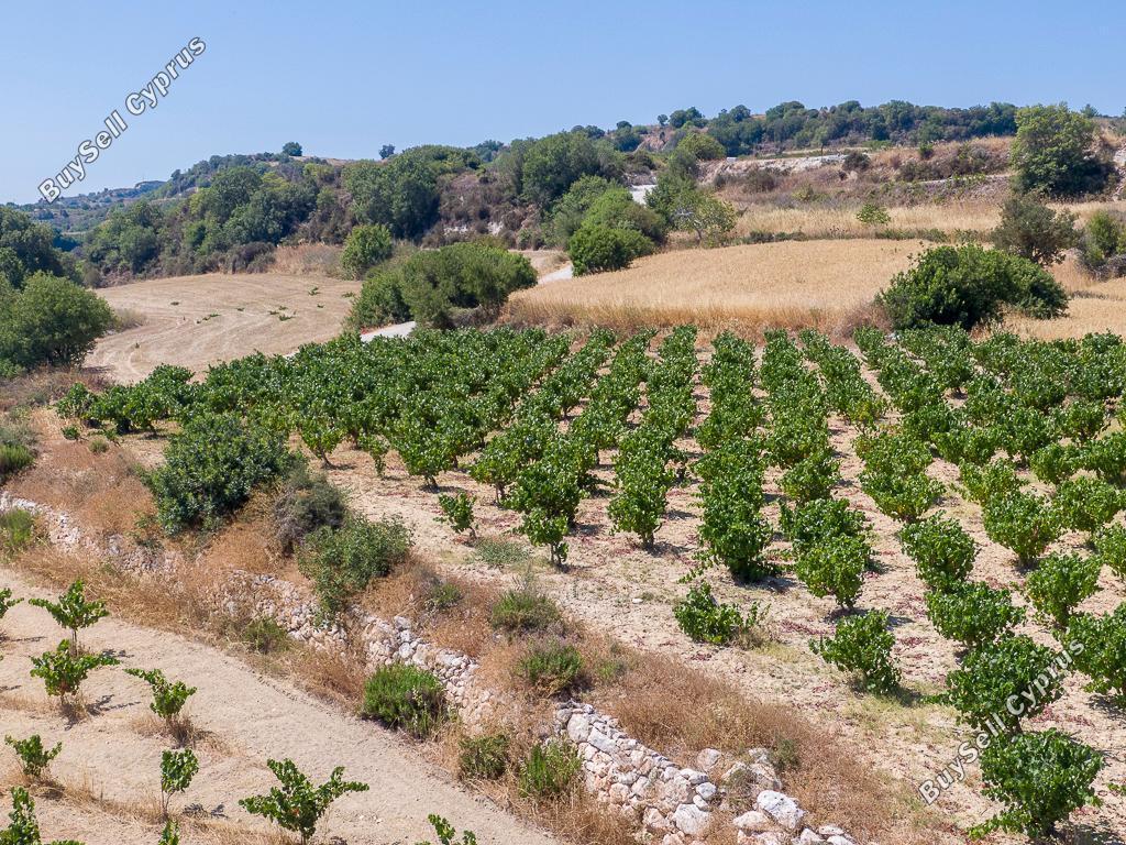 land for sale pano akourdalia paphos 7703590 image 16700715