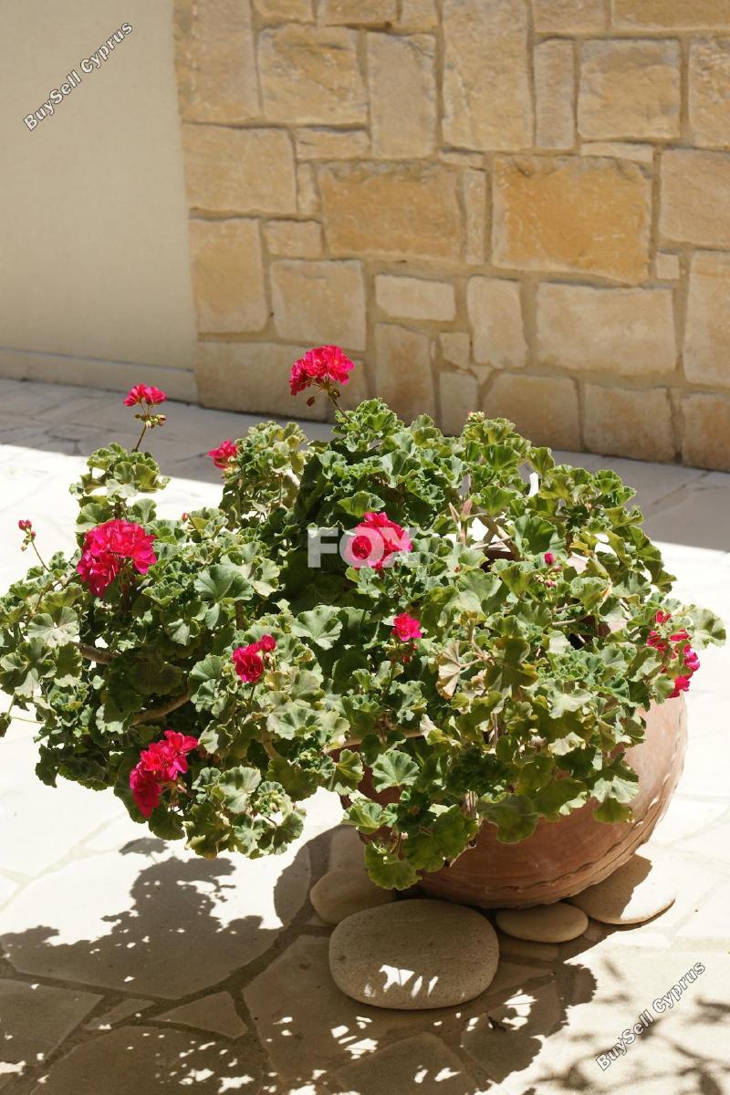 5 bedroom detached house for sale aphrodite hills paphos 8785321 image 16649094