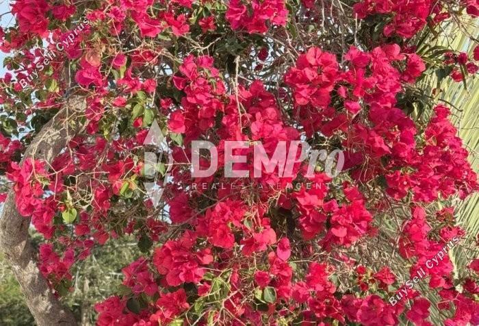3 bedroom detached house for sale peyia paphos 7812372 image 10639540