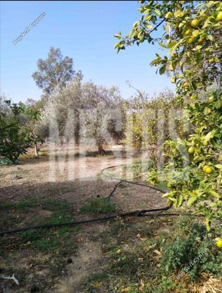 3 bedroom detached house for sale pera orinis nicosia 7993472 image 12209731