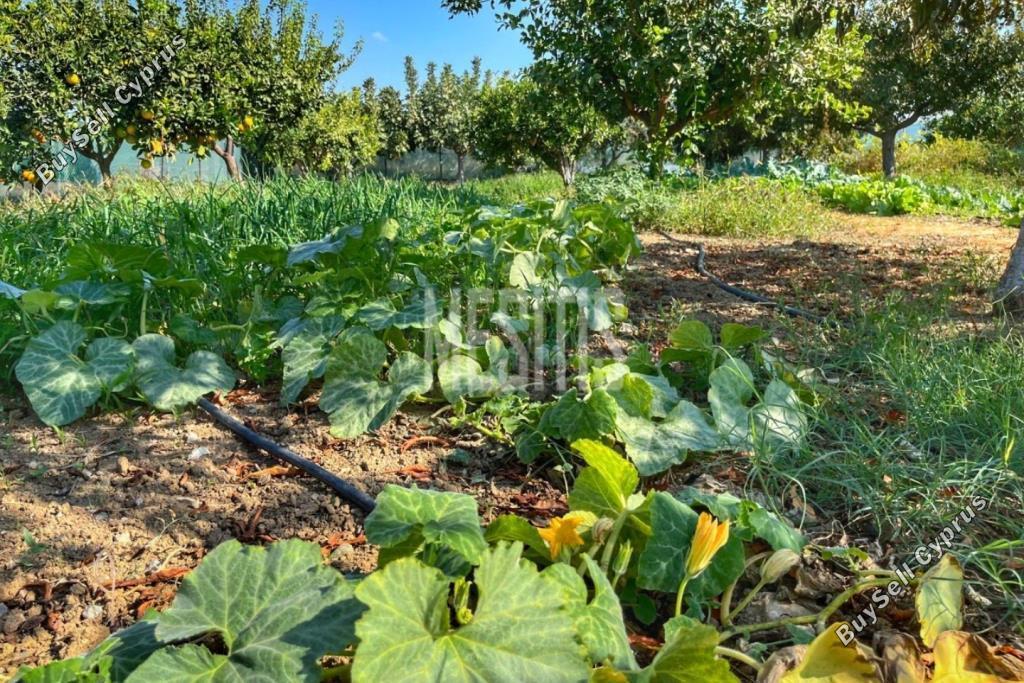3 bedroom detached house for sale maroni larnaca 1464672 image 10505893