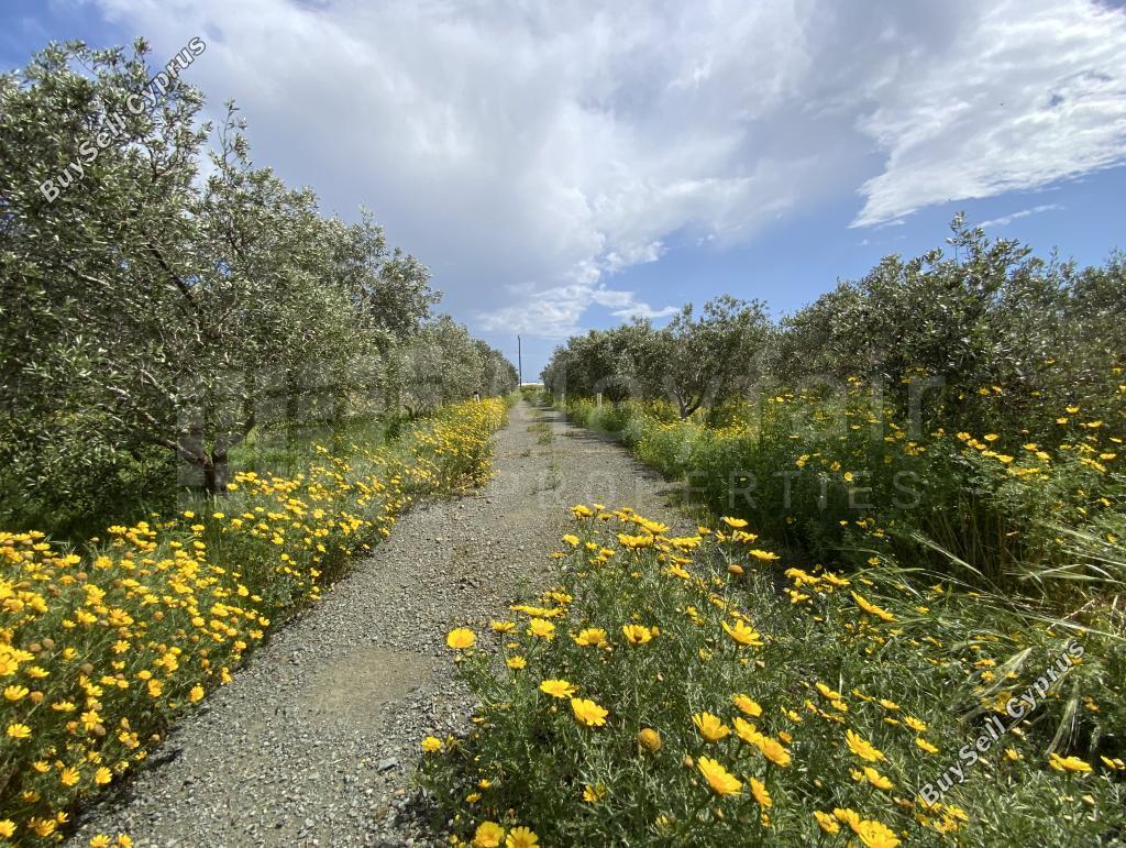 land for sale tersefanou larnaca 7872092 image 11384104