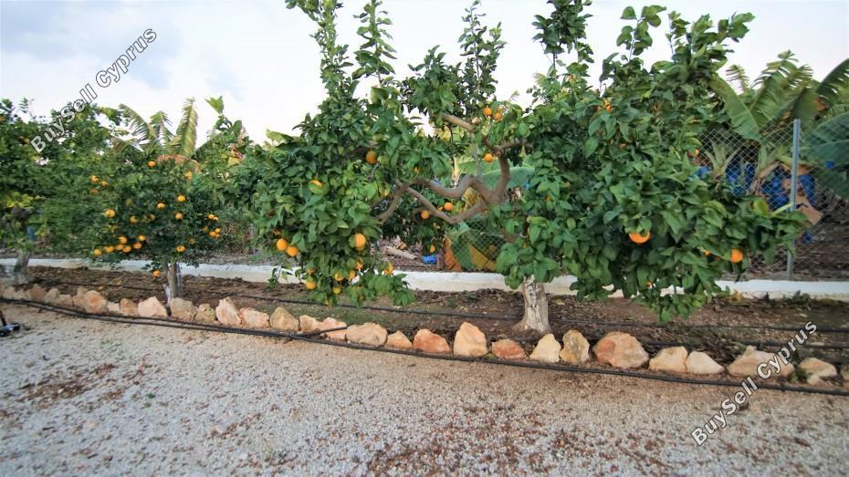 4 bedroom detached house for rent saint george peyia paphos 8698592 image 16206055