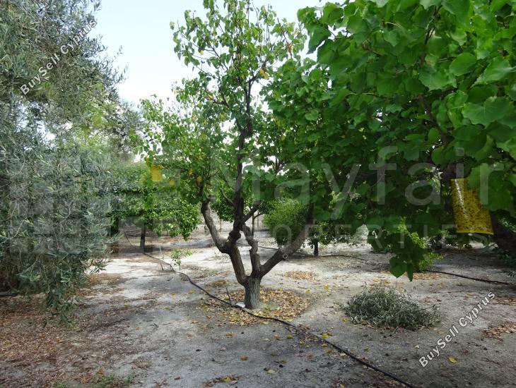 land for sale alethriko larnaca 7957343 image 11395468
