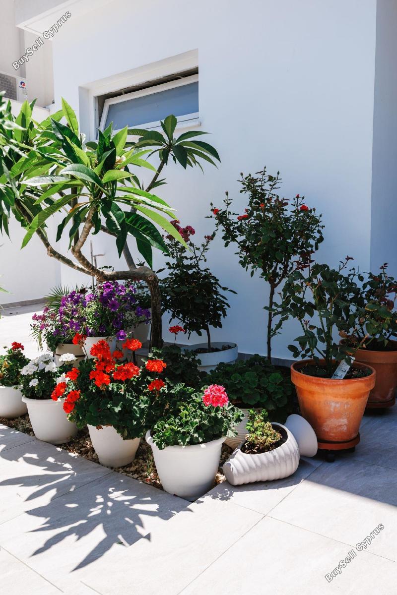 4 bedroom detached house for rent dekeleia larnaca 8791373 image 16674194
