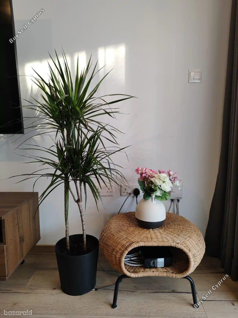 studio apartment for rent mouttagiaka limassol 1679793 image 16341193