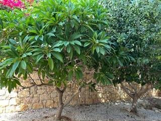 4 bedroom detached house for sale ayia napa famagusta 7660724 image 15515329