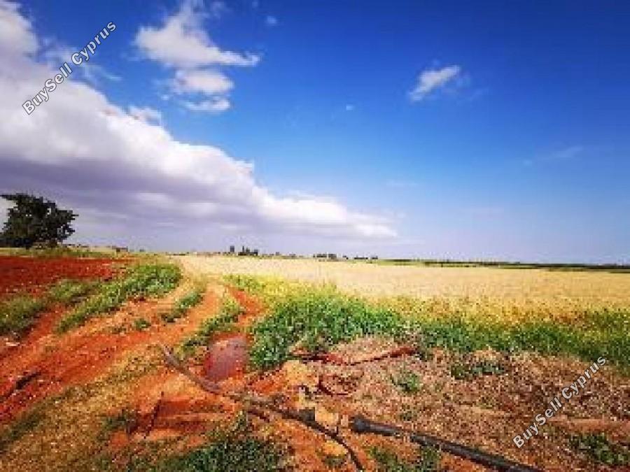 7845 SQM Land for sale in Avgorou, Famagusta 16560274