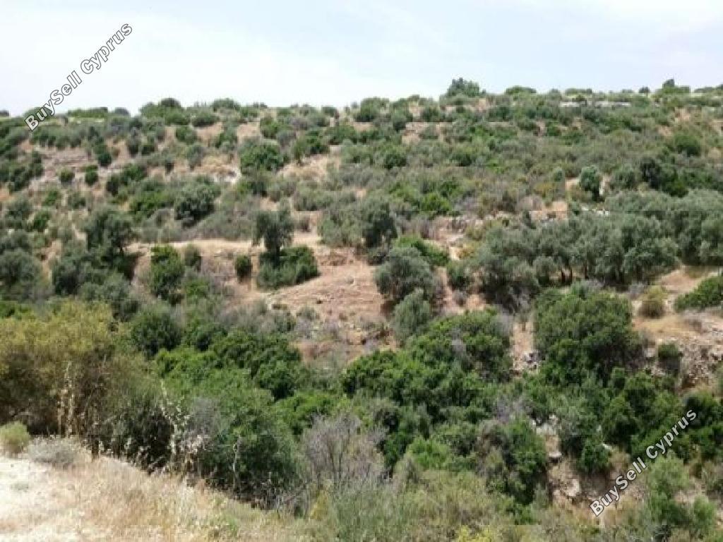 5965 SQM Land for sale in Avdimou, Limassol 15603443