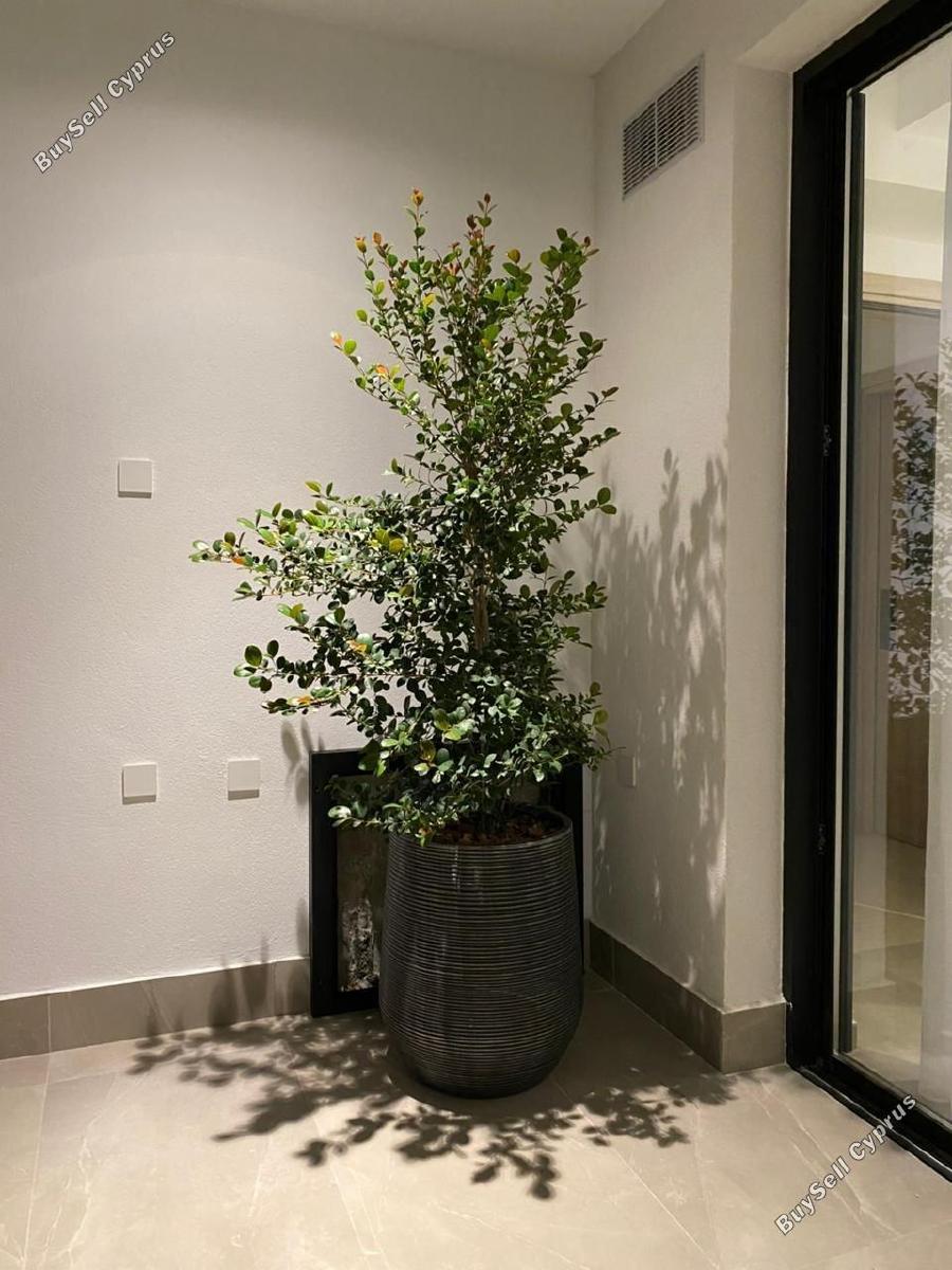 2 bedroom penthouse for rent mesa gitonia limassol 8076455 image 14619407