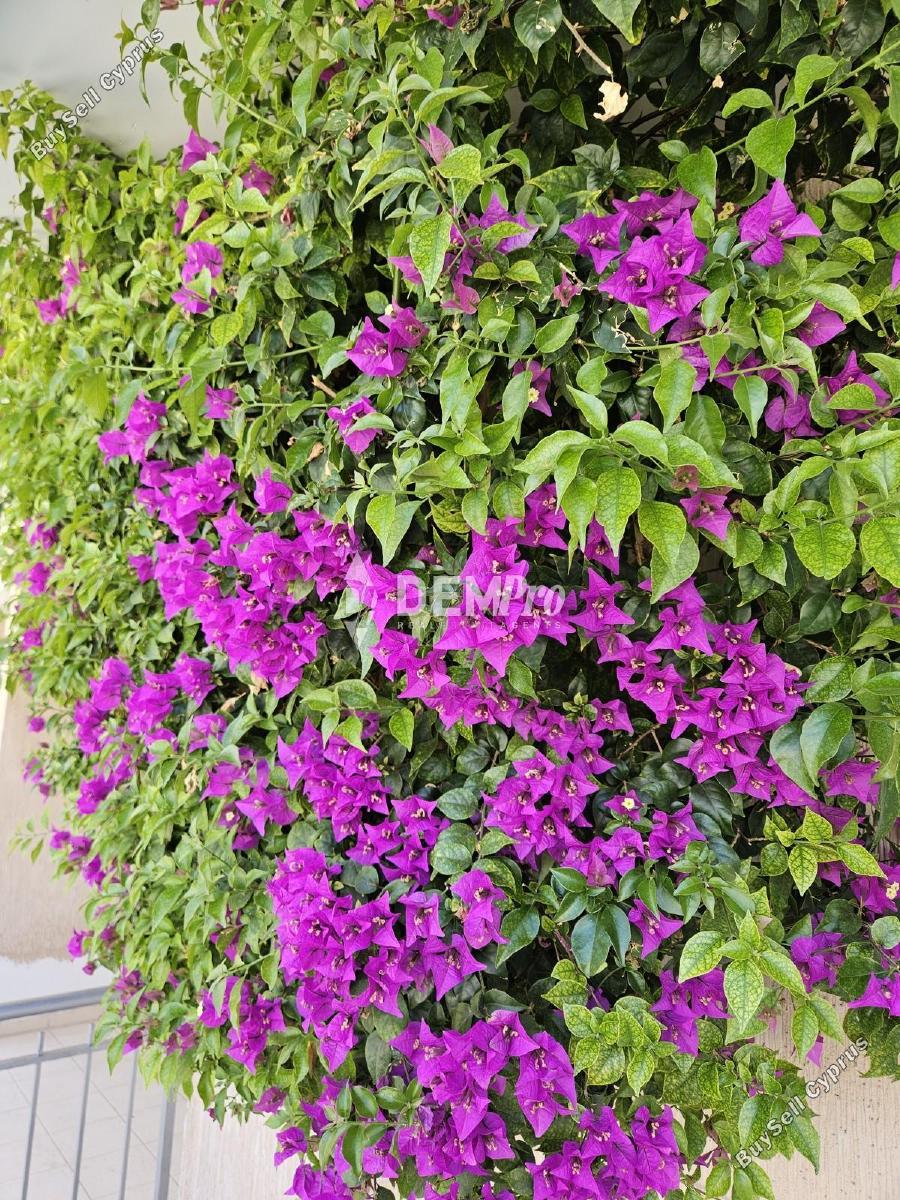 2 bedroom apartment for sale kato paphos universal paphos 7812195 image 10637864