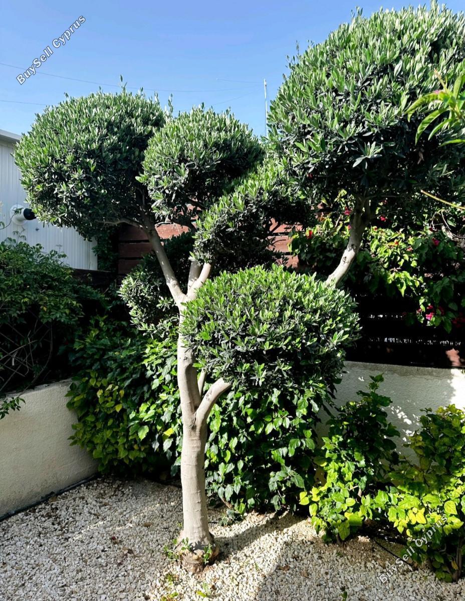 4 bedroom detached house for rent peyia paphos 8574695 image 16032959