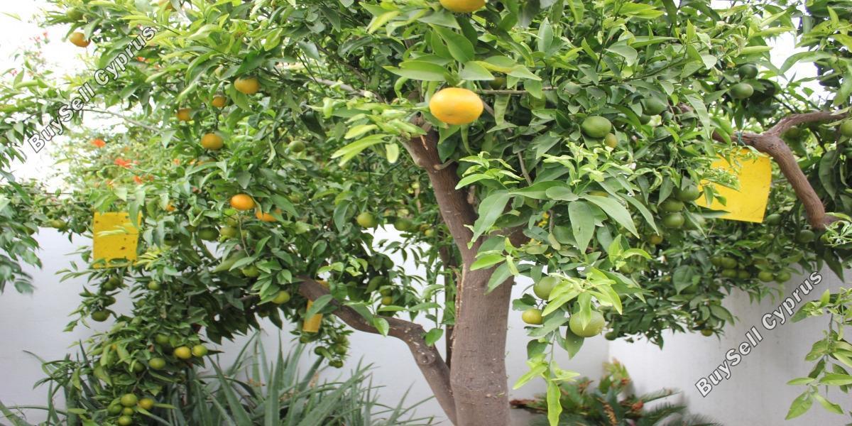 4 bedroom detached house for sale aglantzia nicosia 1592206 image 16242793