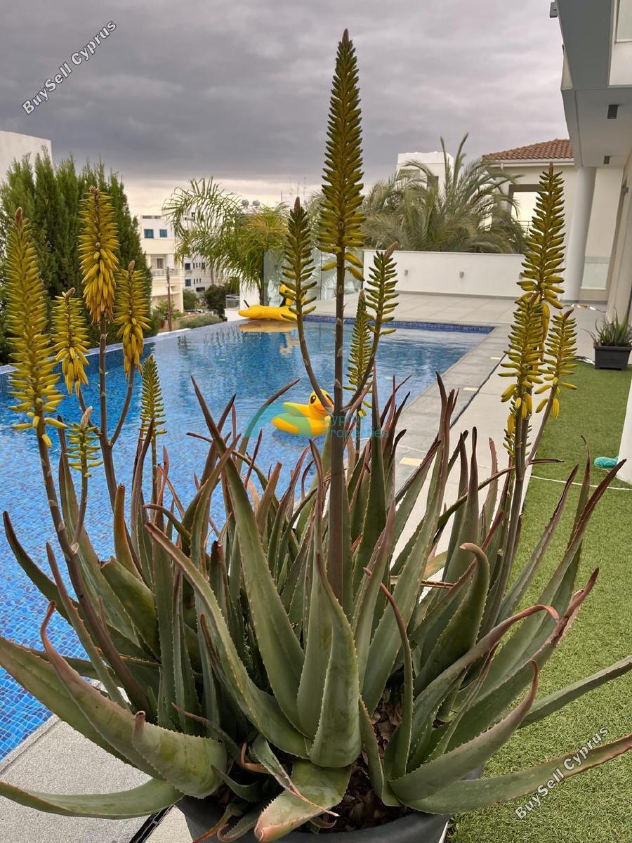 4 bedroom detached house for sale makedonitissa nicosia 8428917 image 14976332