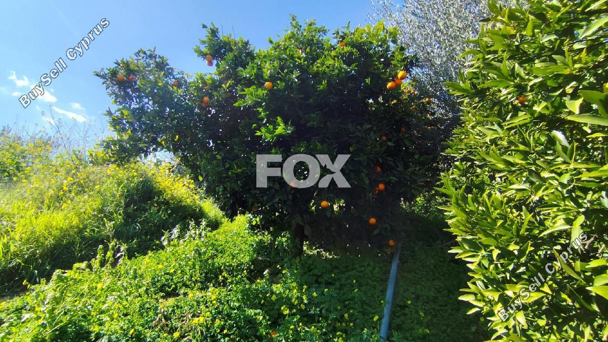 land for sale dierona limassol 7495197 image 9319948