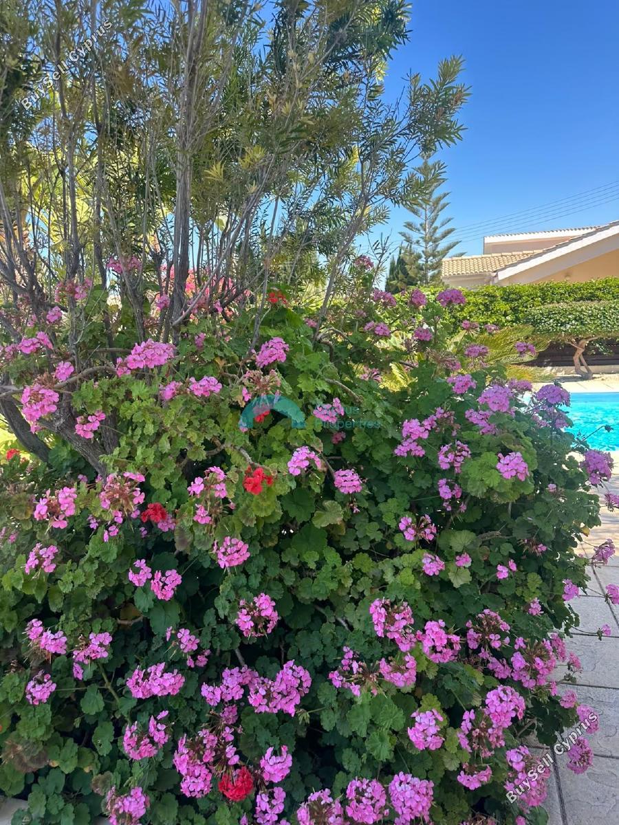 3 bedroom detached house for rent secret valley paphos 8758397 image 16517613