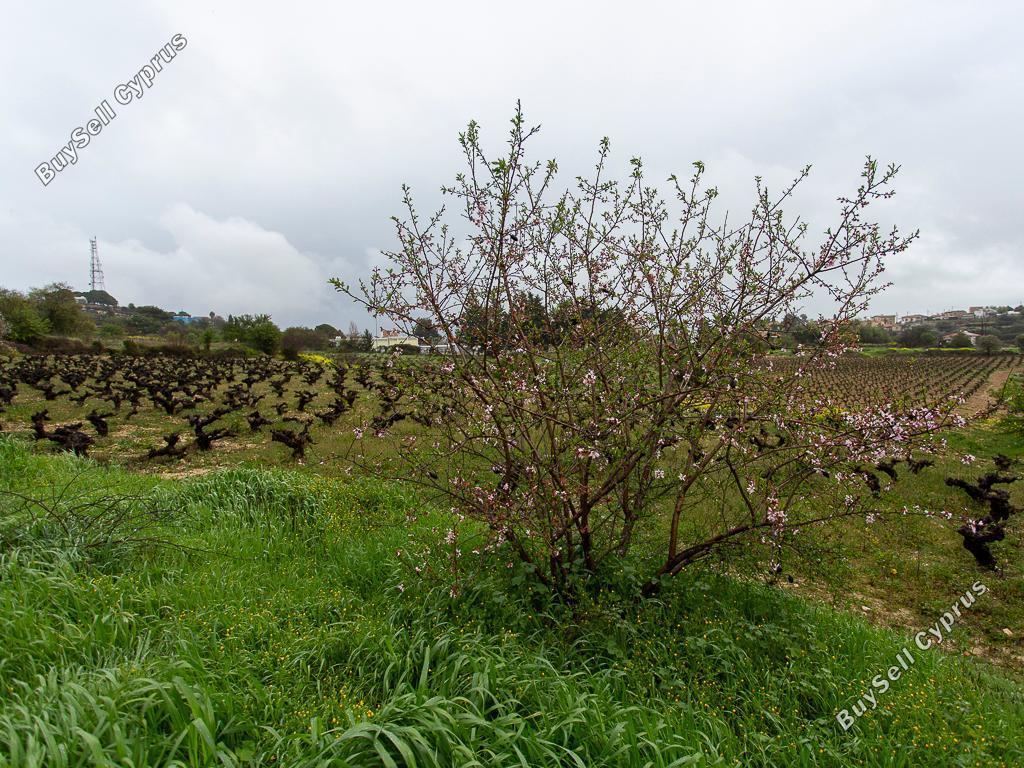 land for sale pachna limassol 8433897 image 15594713