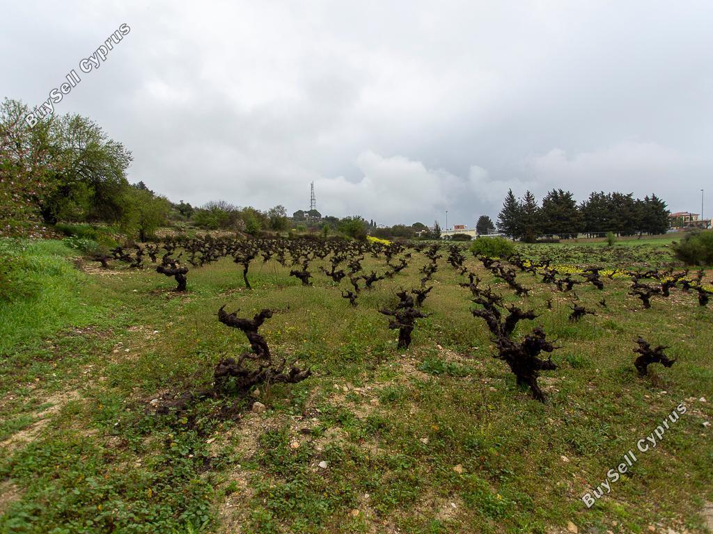 land for sale pachna limassol 8433897 image 15594715
