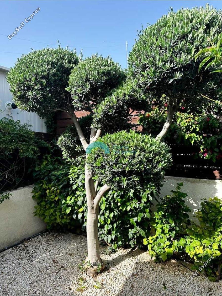 4 bedroom detached house for rent peyia paphos 8574648 image 16054558