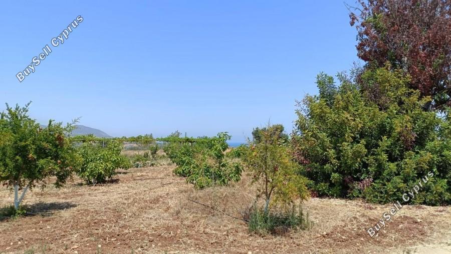 land for sale neo chorio paphos 1385958 image 15298844