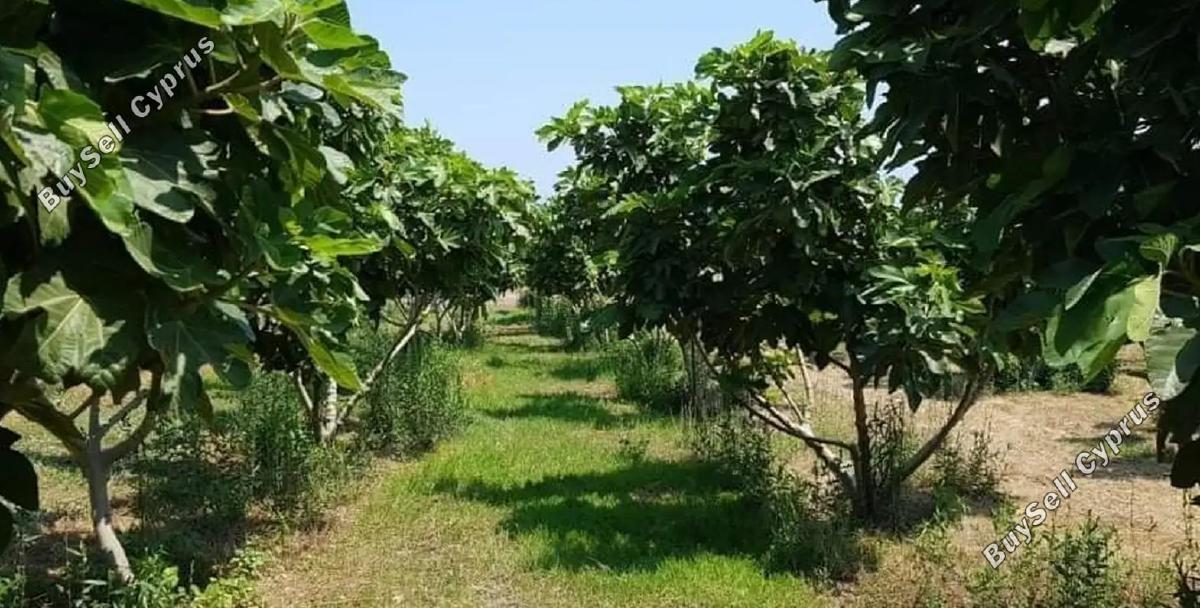 land for sale zygi larnaca 7899188 image 11101022