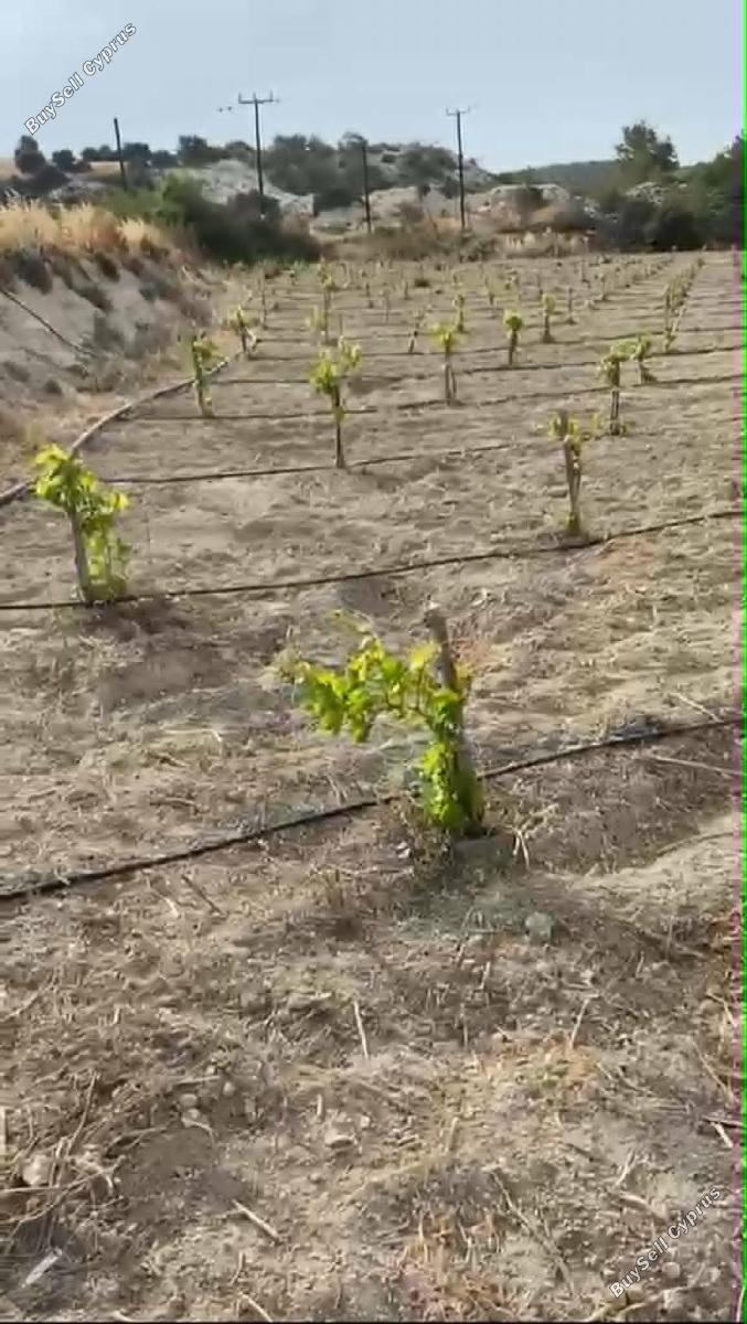land for sale anafotida larnaca 8863529 image 17168355