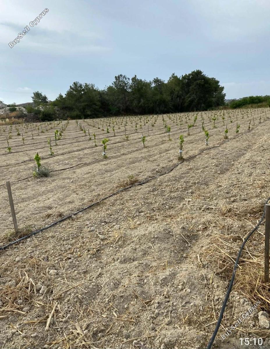 land for sale anafotida larnaca 8863529 image 17168357