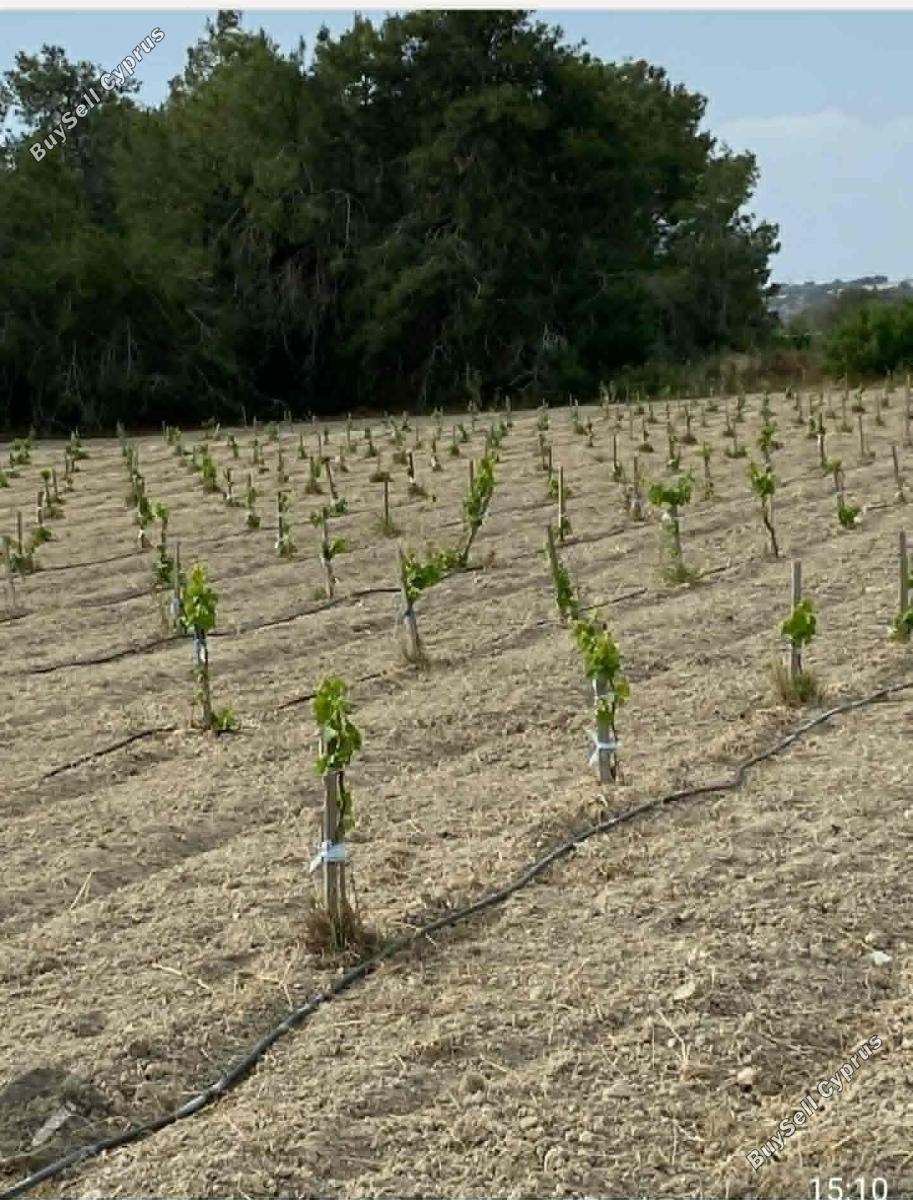 land for sale anafotida larnaca 8863529 image 17168360