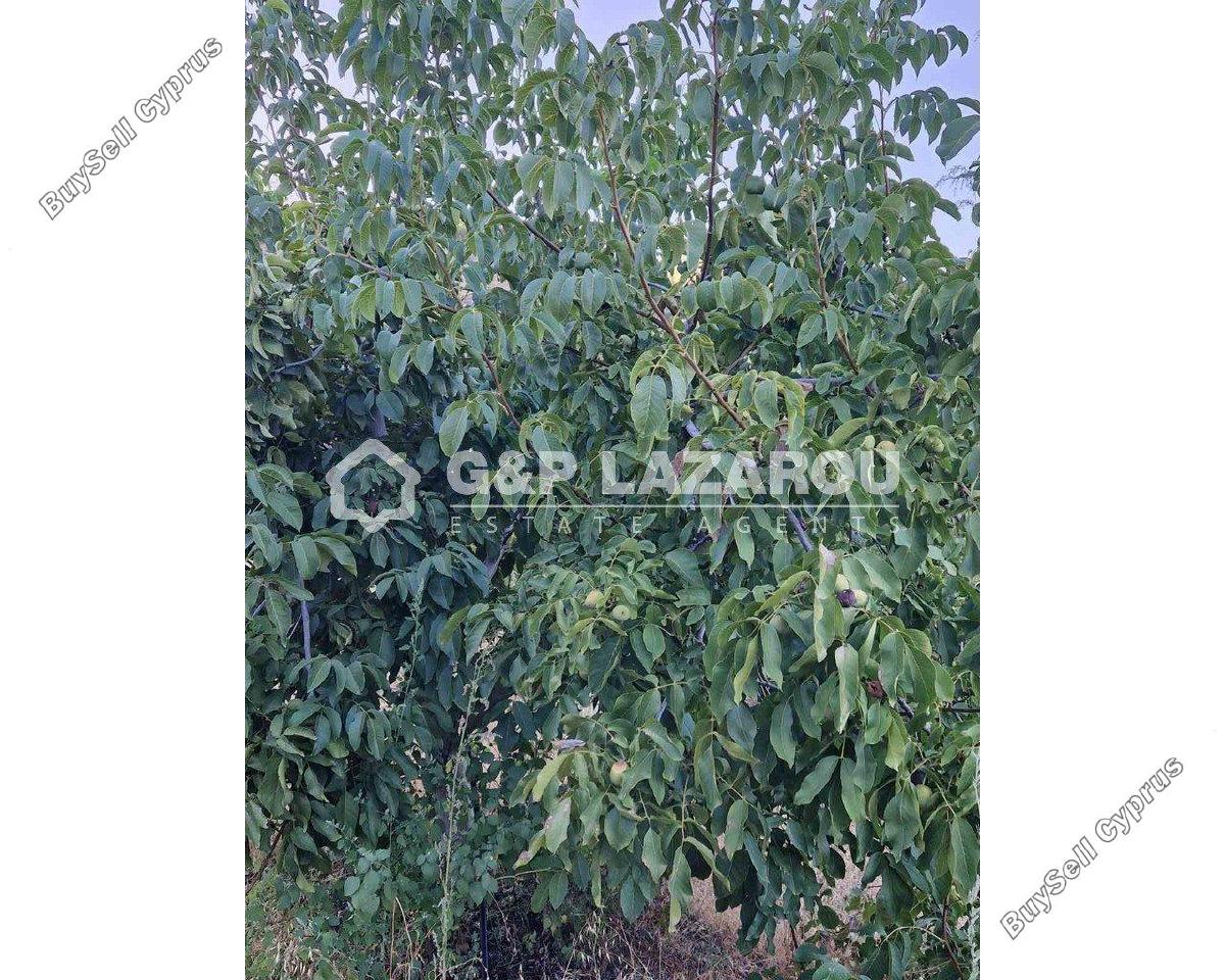 land for sale kampos nicosia 1813529 image 6268054