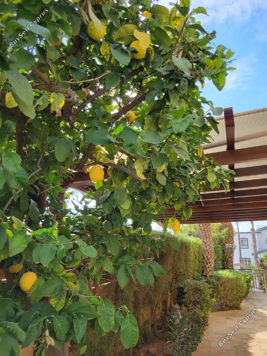 4 bedroom detached house for sale kalogiroi limassol 7903059 image 11108249