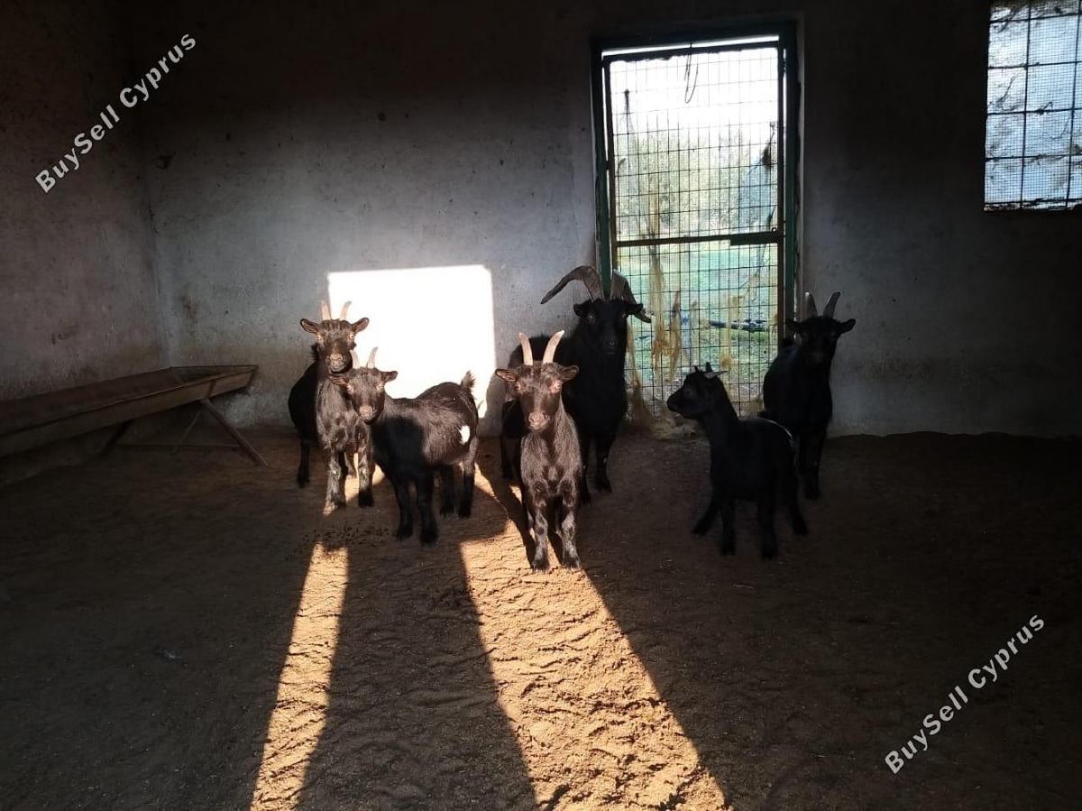 studio commercial building for sale moni limassol 8676289 image 16075911