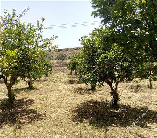 land for sale pera orinis nicosia 1062889 image 16252008