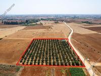 land for sale avgorou famagusta 949110 image 2655693