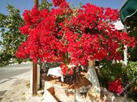 studio restaurant for sale tala paphos 8238630 image 14244484 studio restaurant for sale tala paphos 8238630 image 14244484
