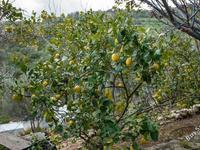 7 bedroom detached house for sale kritou tera paphos 8441971 image 15631448