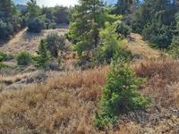 land for sale nea dimmata paphos 8957043 image 17771823 land for sale nea dimmata paphos 8957043 image 17771823