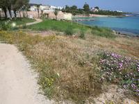 land for sale protaras famagusta 232683 image 282448