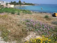 land for sale protaras famagusta 232683 image 282452