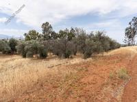 land for sale astromeritis nicosia 946205 image 7339495