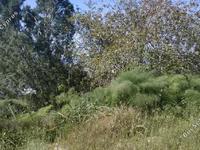 land for sale armou paphos 7535336 image 9475584