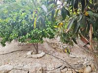 2 bedroom bungalow for sale tala paphos 1787737 image 5432131