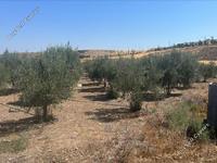 land for sale potami nicosia 1210758 image 3446230