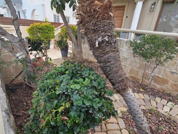 4 bedroom detached house for sale potamos germasogeias limassol 8748000 image 16459629