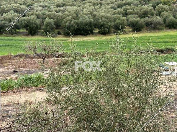 land for sale nikokleia paphos 1270120 image 5547617