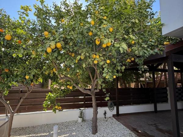 5 bedroom detached house for sale pyrgos limassol limassol 8628520 image 15862515