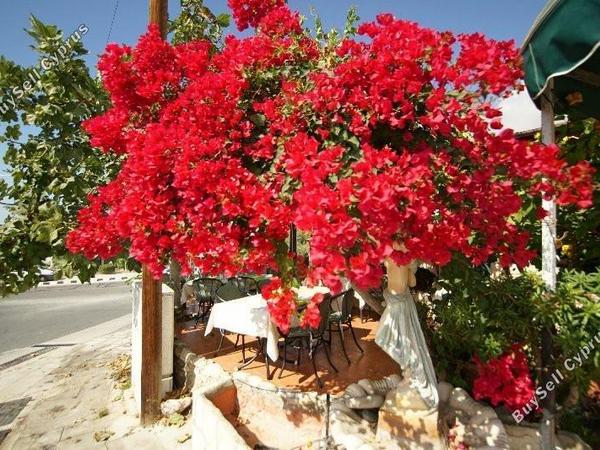 studio restaurant for sale tala paphos 8238630 image 14244484